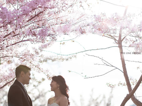 Cherry Blossom Pre-wedding Photo in Toronto