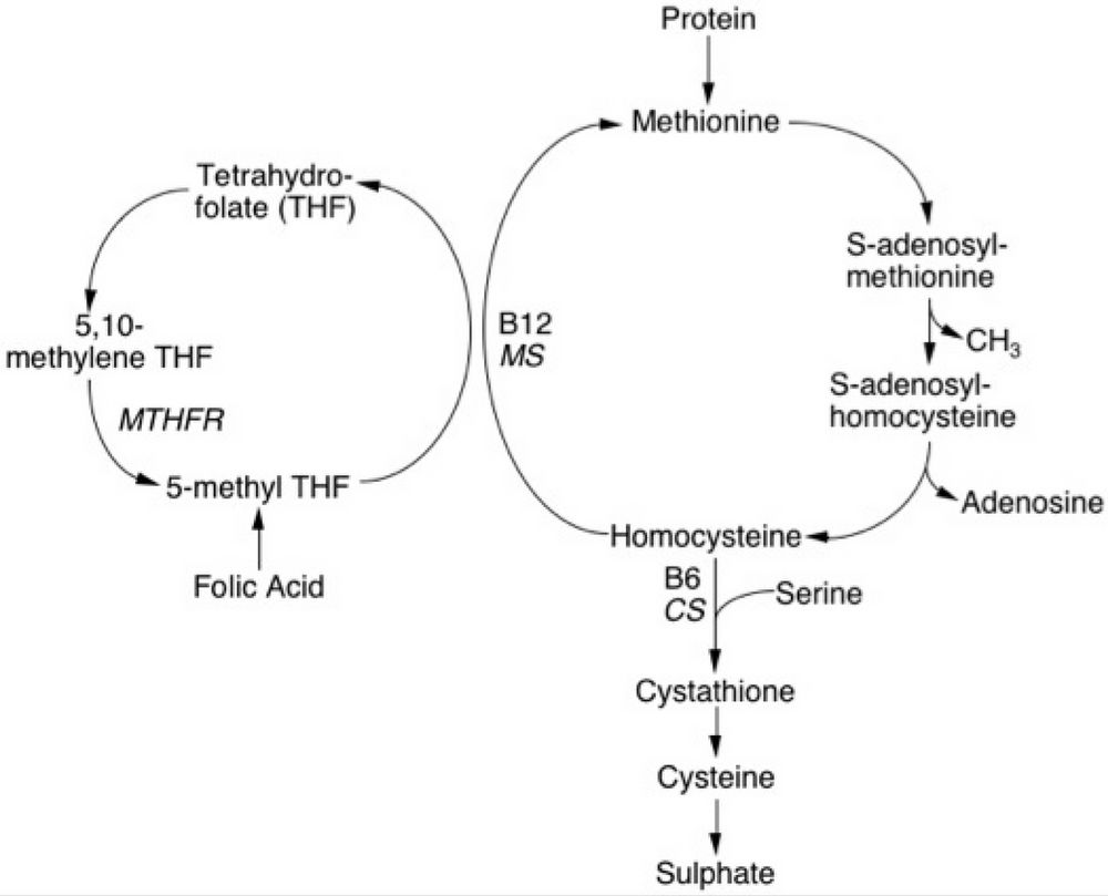 Inflammation Excess Homocysteine