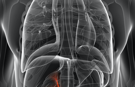 Methylation, Digestion, and the Gallbladder