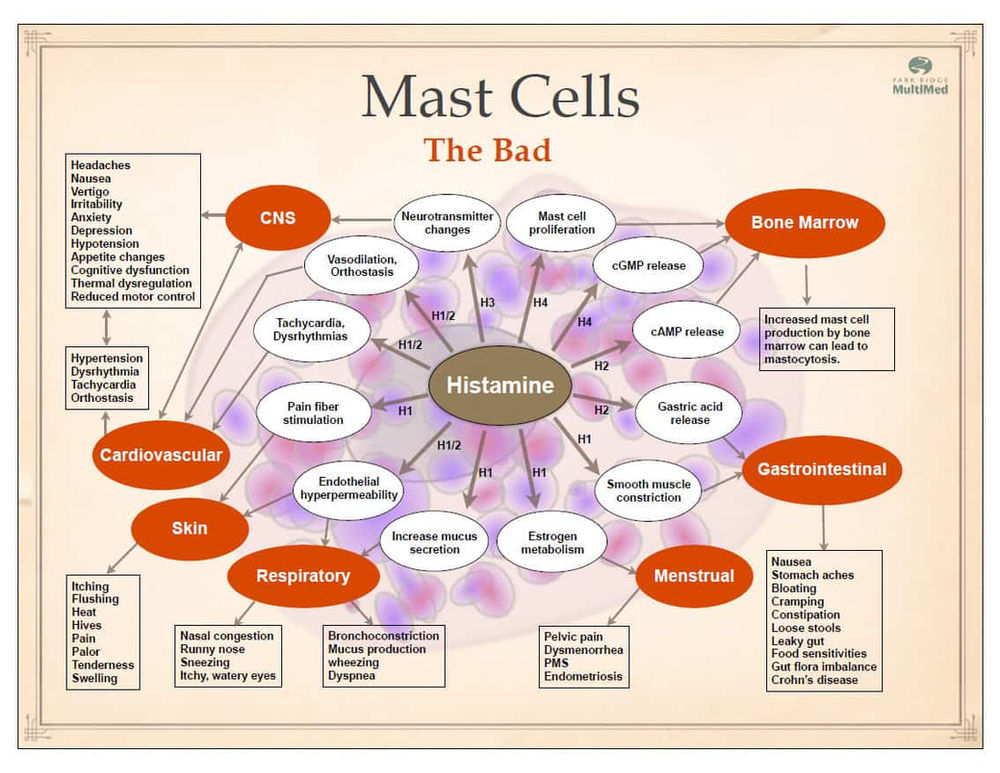Histamine The Good, Bad, & How to Fix it.