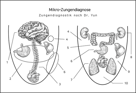 Zungendiagnostik_TCM.png
