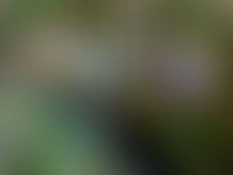 Buttermilk Falls - Plymouth CT