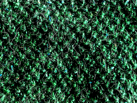 Gathering Moss