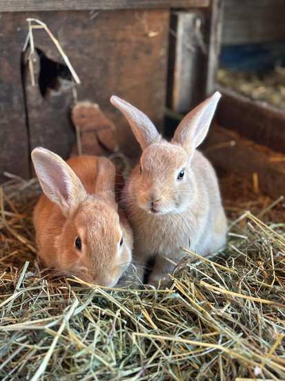 2 braune Kaninchen