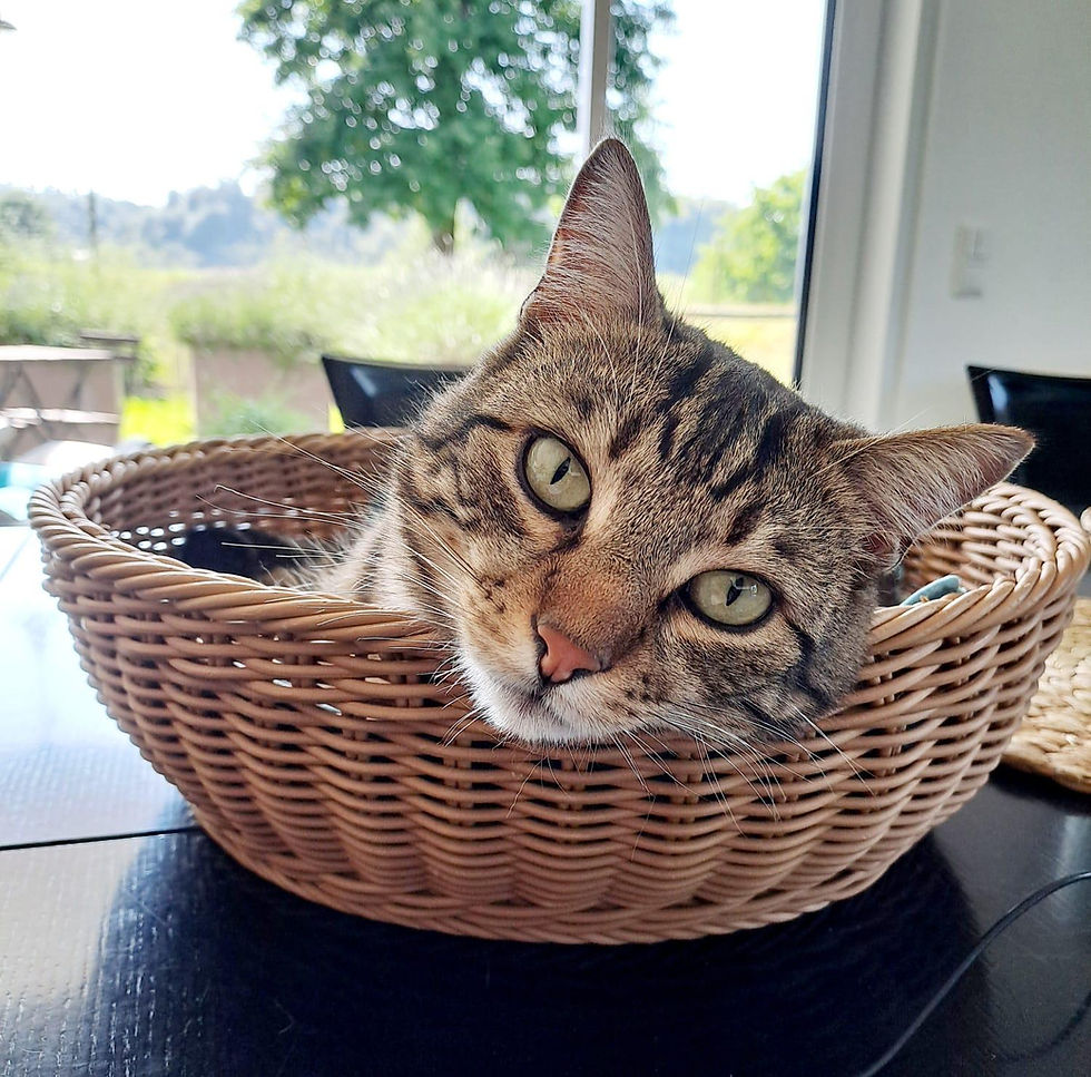 Eine Katze im Korb