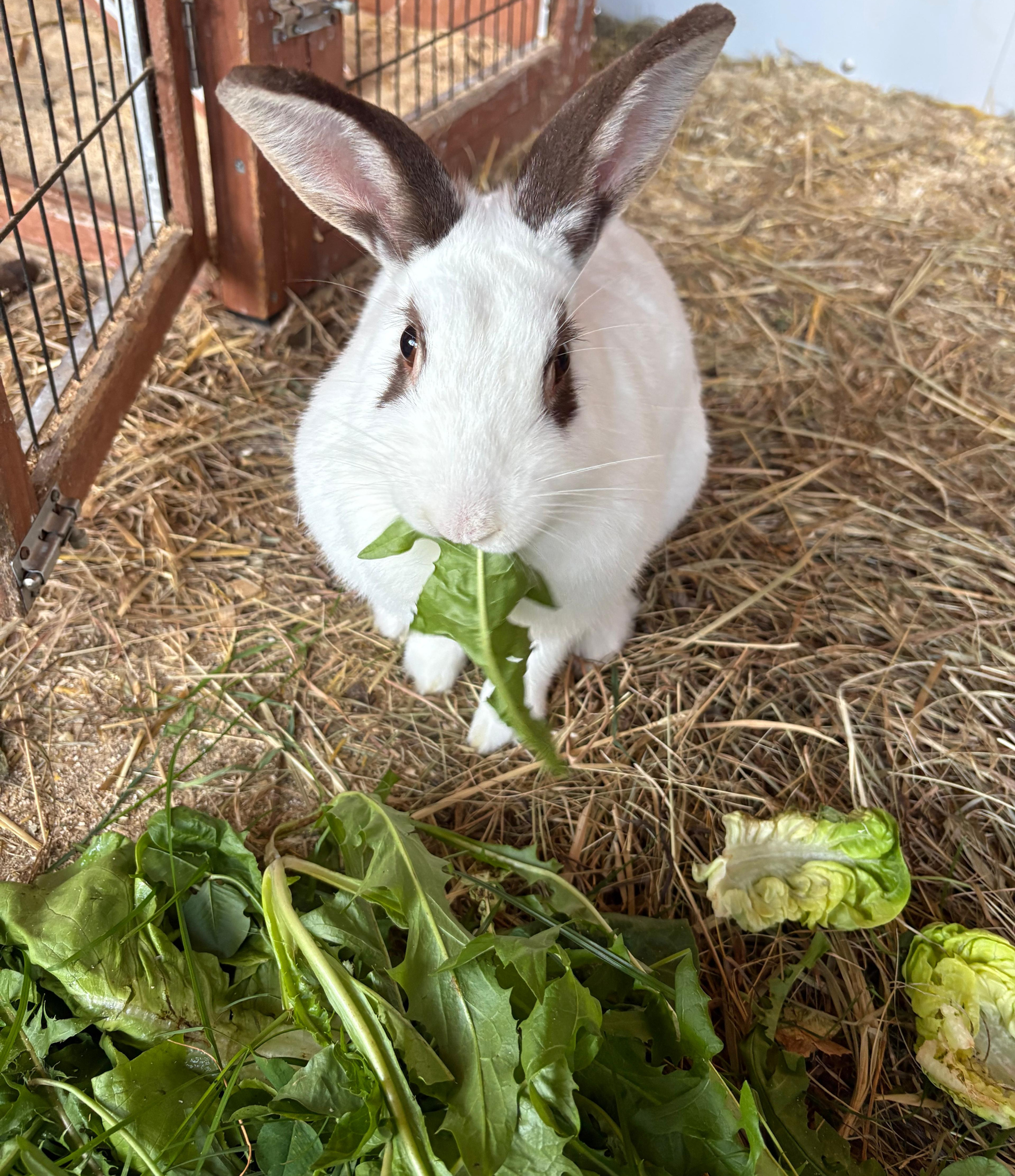 Ein weißes Kaninchen mit langen Ohren isst genüsslich ein Löwenzahnblatt und vor ihm liegt Wiese