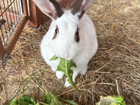 Ein Weißes Kaninchen das Löwenzahn frisst