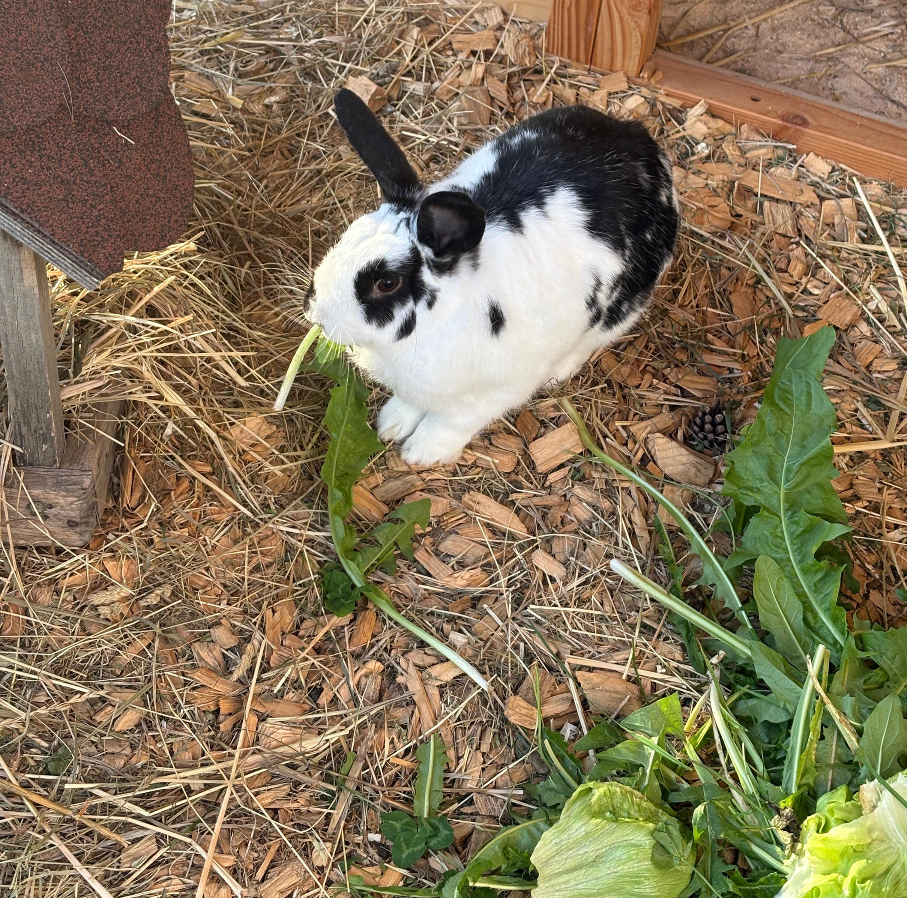 ein schwarzweißes Kaninchen isst argerechtes Kaninchenfutter