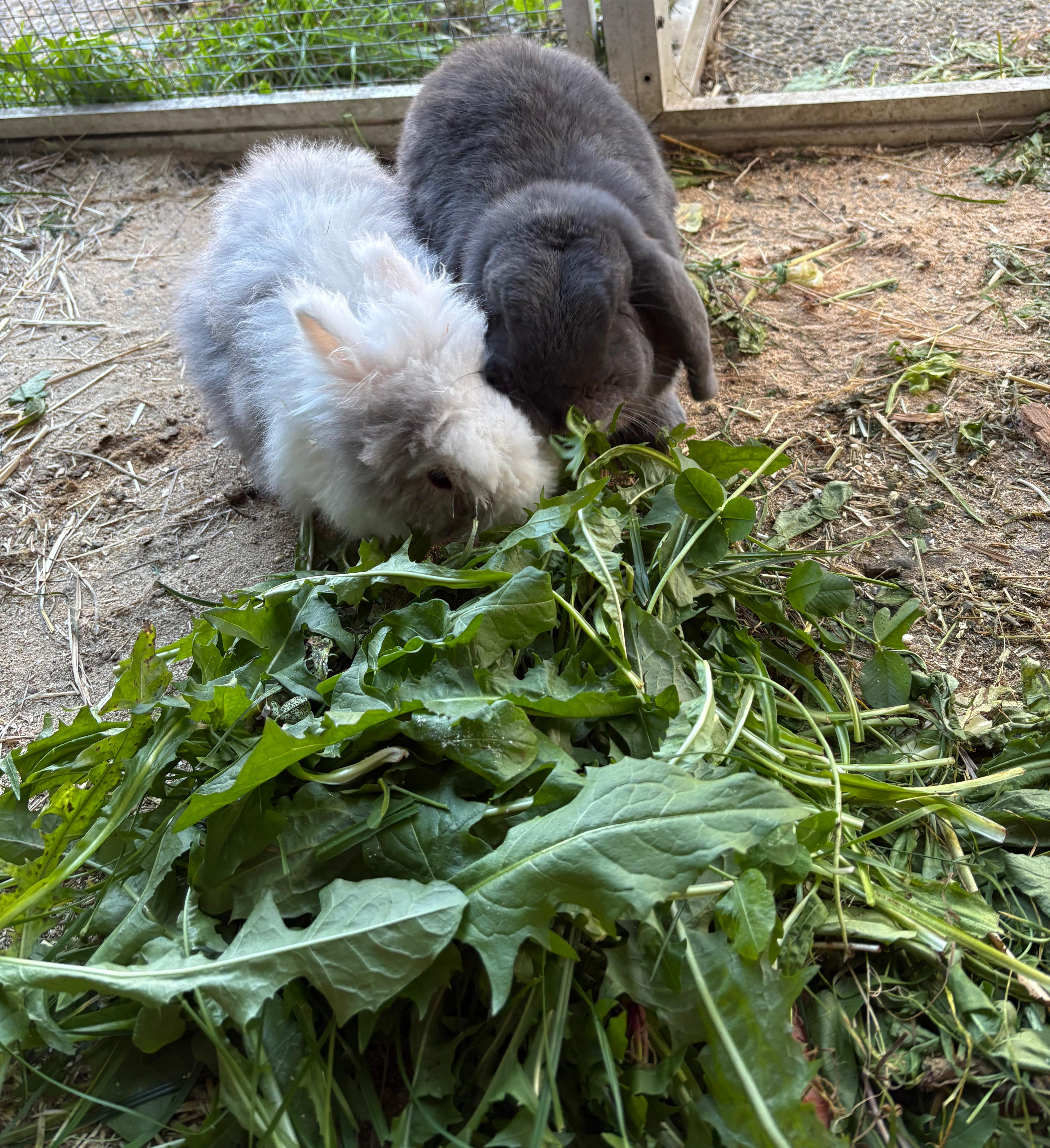 Ein graußes und wuscheliges Kaninchen essen artgerechtes Frischfutter