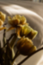 Pengilly House flower details