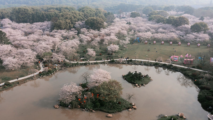 wuhan cherry blossom tour