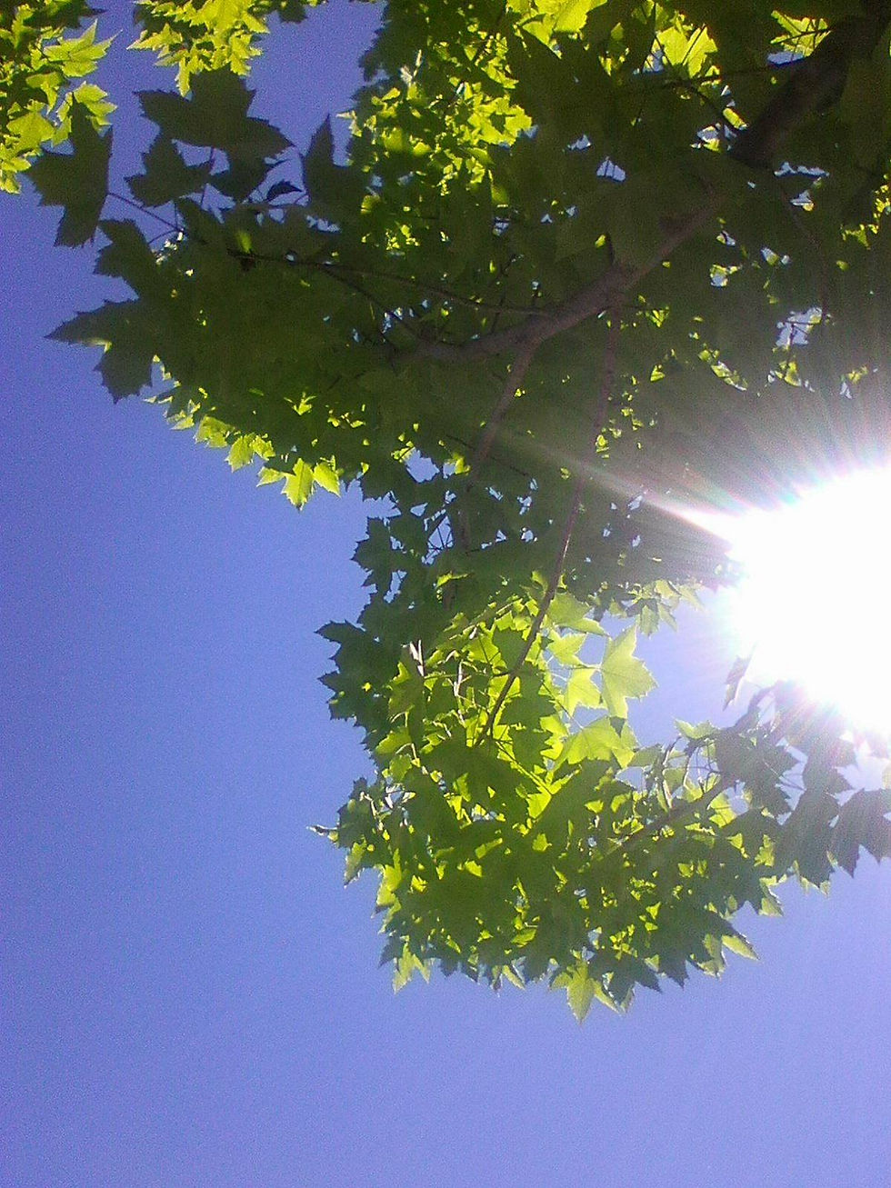 ree