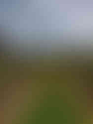 כרם ובינות השורות עשב ירוק ופרחים צהובים