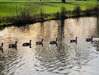 משפחת ברווזים בתעלה