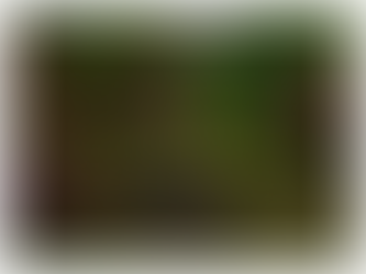 הולנד אחרת: גנים יפניים ופריחת הדובדבן