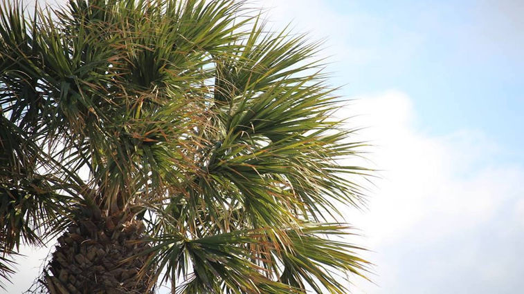 palm tree englewood fl.jpeg