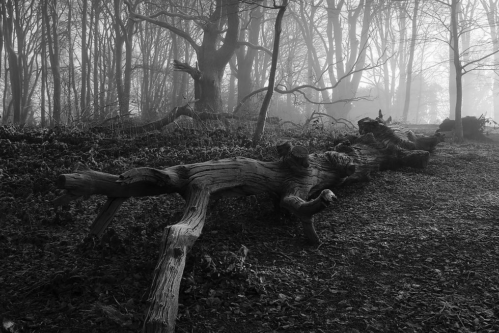 Moody Scene using Acros film simulation