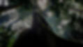 yam-conexao-com-a-vida-samauma-catedral-da-floresta_foto-camilla-coutinho-1920x1081_edited