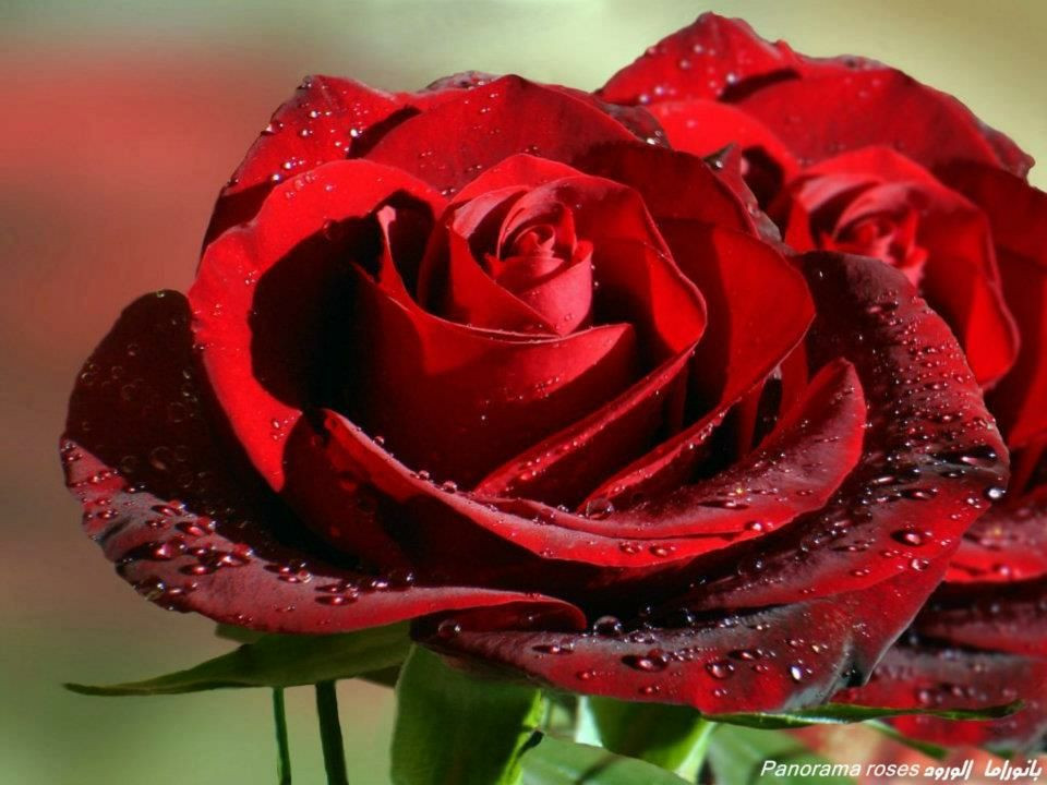 Rosa vermelha