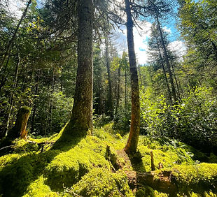 foret2.jpeg
