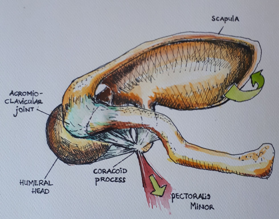 Surfers shoulder coronal view.jpg