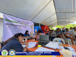 Municipal Agriculture Office ng Angat, Matagumpay na Namahagi ng Binhing Palay sa 1st at 2nd Wave