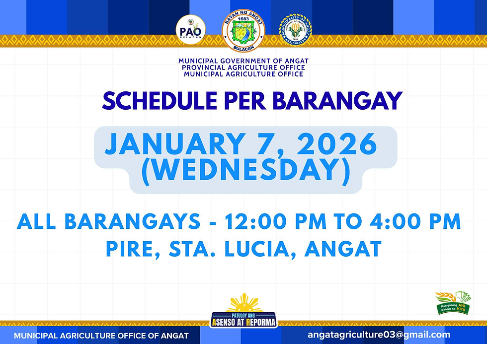 Pamamahagi ng Binhing Palay sa Sta. Lucia, Ipagpapatuloy ng Municipal Agriculture Office 
