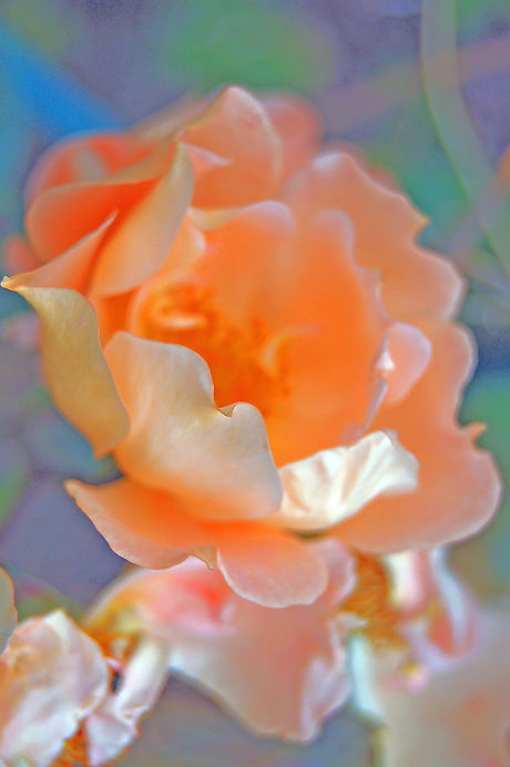 A photo of a Rose taken by Stephen, one of the popular essential oil extracts