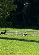 Two people in the background walking miniature horses along the fence line.