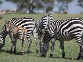 How Tanzania Protects Wildlife Without Fences or Artificial Feeding