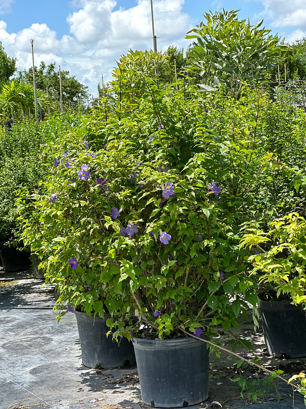 Thumbnail: Kings Mantle / Thunbergia Erecta #7 Gallon