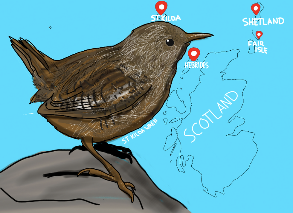 Island Gigantism in Birds