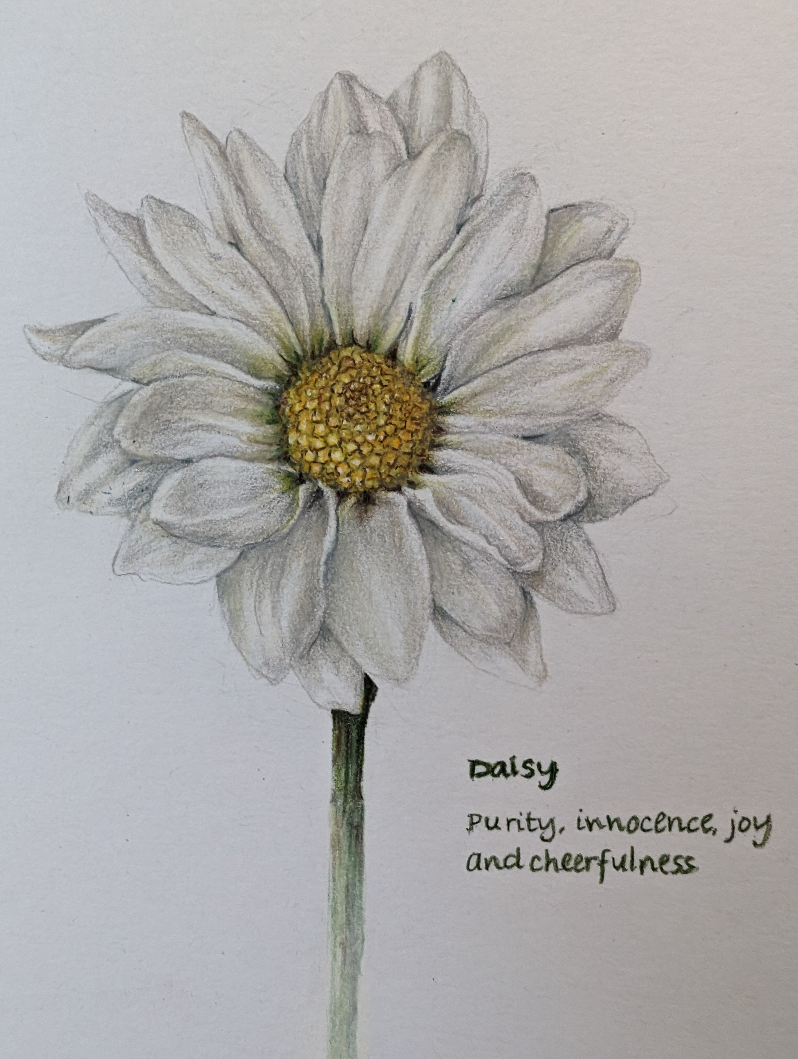 Daisy