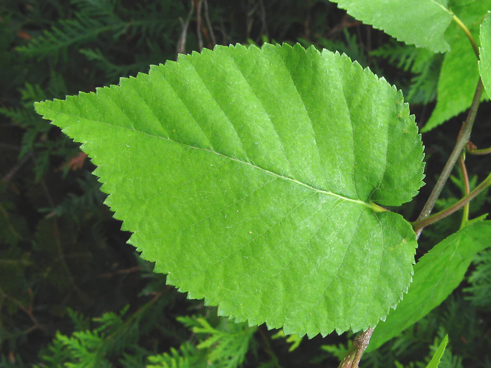 Plants-Trees-PaperBirch2_1000x750.webp