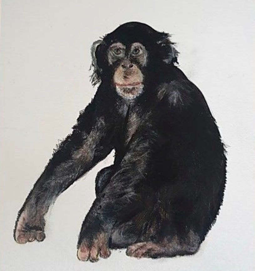 Thumbnail: Chimpanzee looking forward, a zoo greetings card