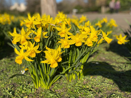 Flowers in Spring