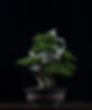 bonsai-6790360_1280.jpg