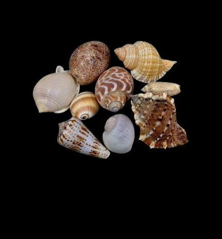 Commercial shells