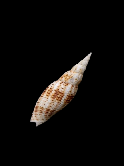 Specimen shells