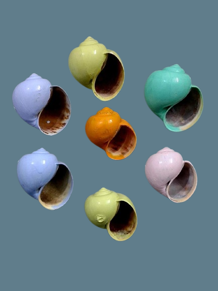 Colourful painted shells displayed together