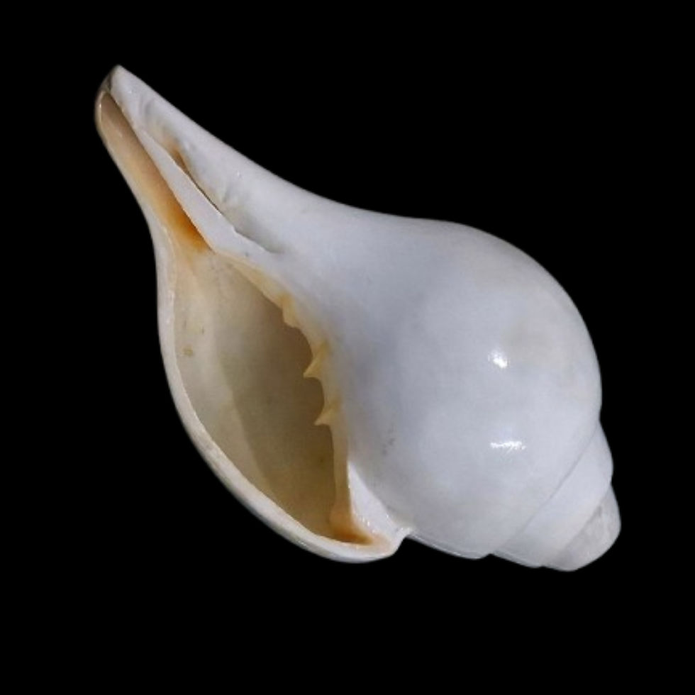 26-28 cm Blowing Shankh Turbinella pyrum showing aperture
