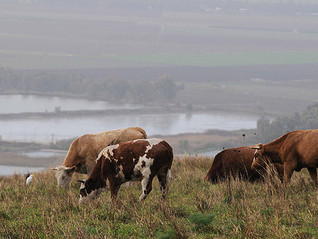 יותר מזהם מתחבורה: מזהמים העולם עבור סטייק