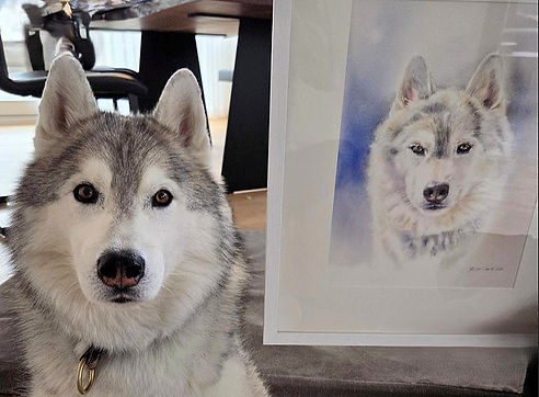 Husky Akiro vor seinem Original-Aquarellportrait