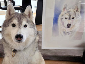 Husky AKIRO neben seinem Aquarellportrait – Kunst 2026 aus innerer Veränderung, Hingabe und Präsenz.