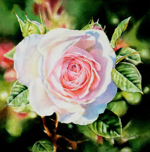 Weiss Rosa Rose in Aquarell nach Debbie Friis-Pettitt