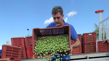 conferimento al frantoio