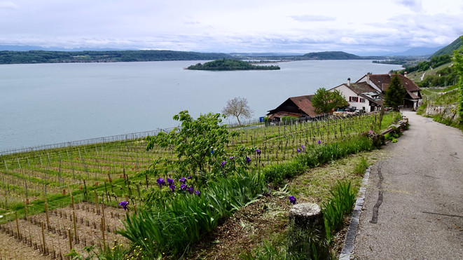 Von Twann zurück nach Magglingen Hohmatt zuerst über den Rebenweg, dann steil hinauf, teils querfeldein, auf den alten Kurshausweg und weiter bergauf zur Hohmatt.
Zieht sich bergauf! Schön war die abwechslungsreiche Rundwanderung!
Alternative: Schiff ab Twann bis Biel, mit der Standseilbahn hinauf nach Magglingen und nochmals hinauf zu Fuss bis Hohmatt.