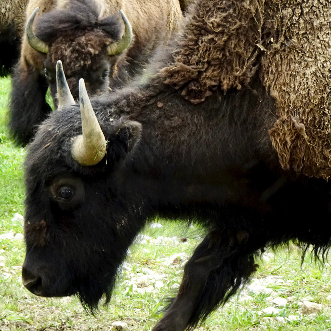 Bisons