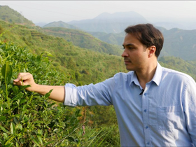 don mei sourcing tea