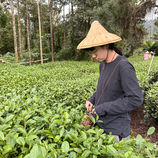 Women of Taiwan’s Tea Industry: From Farm to Factory